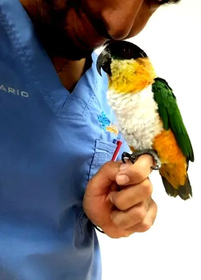 állatorvos