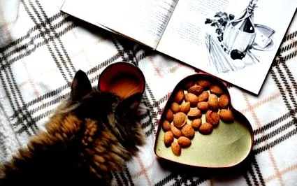 котів