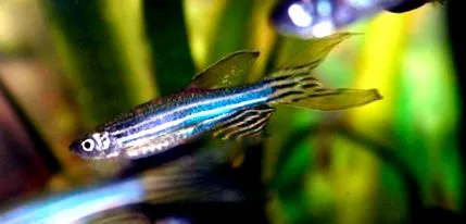 zebrafish