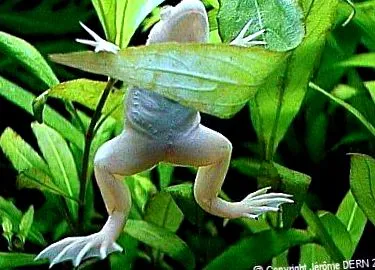 Xenopus Laevis