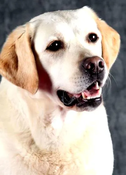 canine