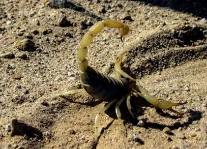 mănâncă scorpionii