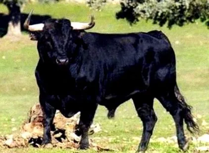 etetése esznek