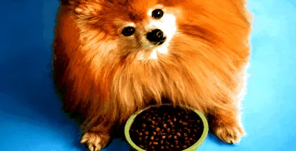 pomerániai