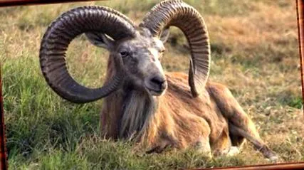 Ovis ammon