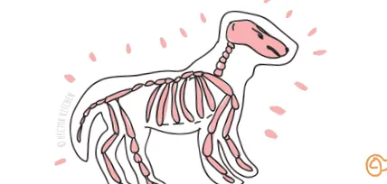 osteoarthritis