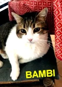 január bambi