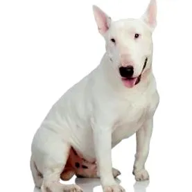 terrier