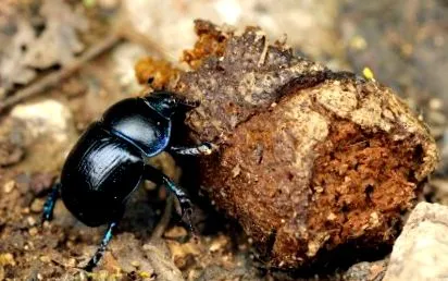 dung