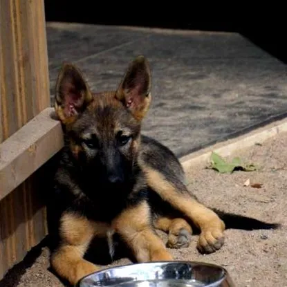 german