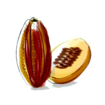 kakaó