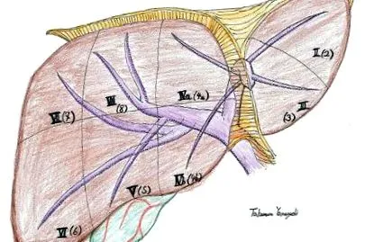 hepatectomia műtét