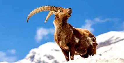 alpesi capra