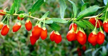 goji bogyó