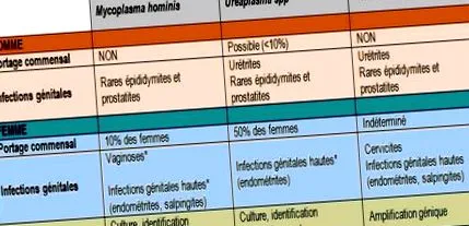 Mycoplasma genitalium