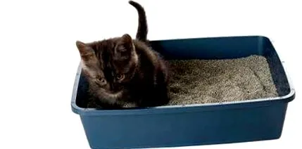 Diet Feline Diet Feline