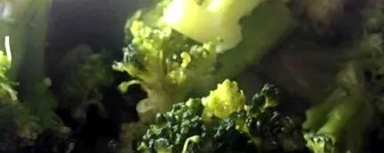 receptek