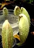 Asclepias syriaca lila