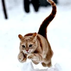 carnivor