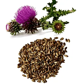 thistle