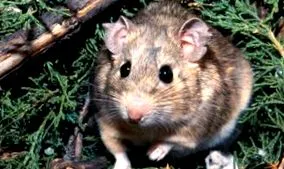 Neotoma lepida