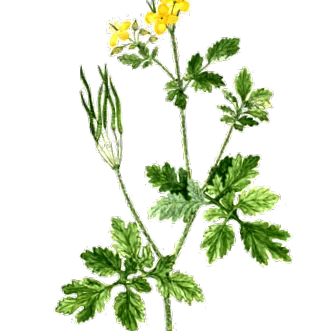 erbismul fitoterapia