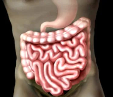 intestinul valence
