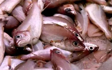 Capelin Mallotus villosus