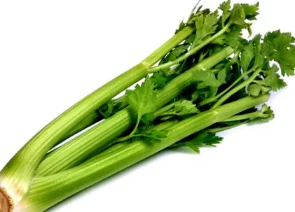 селера