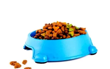 pisică
