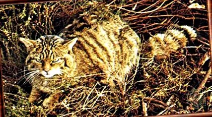 vadmacska Felis silvestris