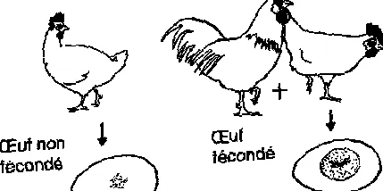 csirkék
