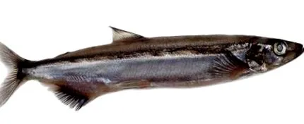 kapelán