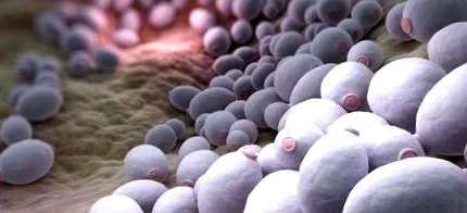 candida