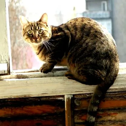lefogyni
