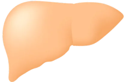 ficatului