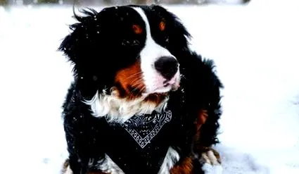 bernese számára