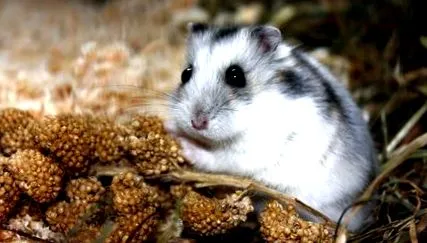 táplálja