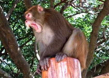 definíció