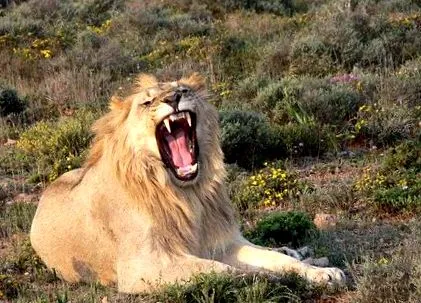 panthera