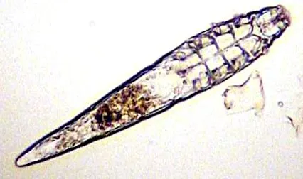 macskákban demodex