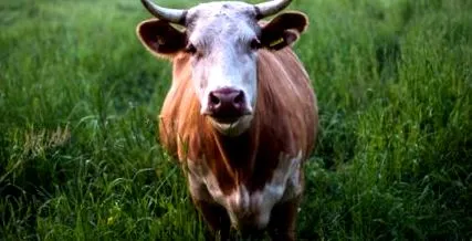 vegetáriánus