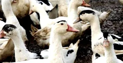 foie izbucnit