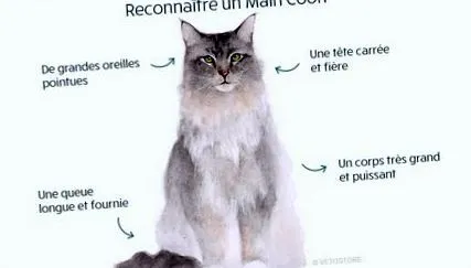 mâncare