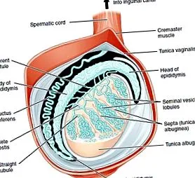 wikimedica