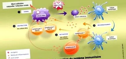 immunrendszeri