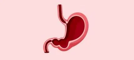stomacul