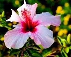 flori