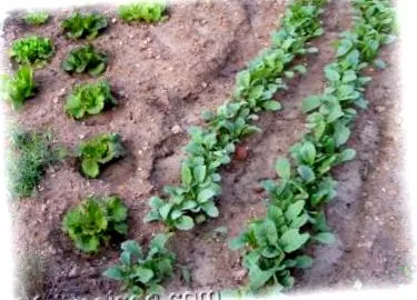 legume