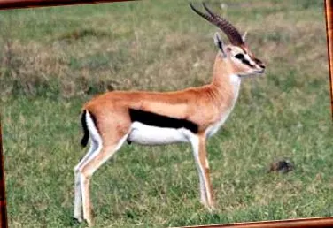 thomsonii